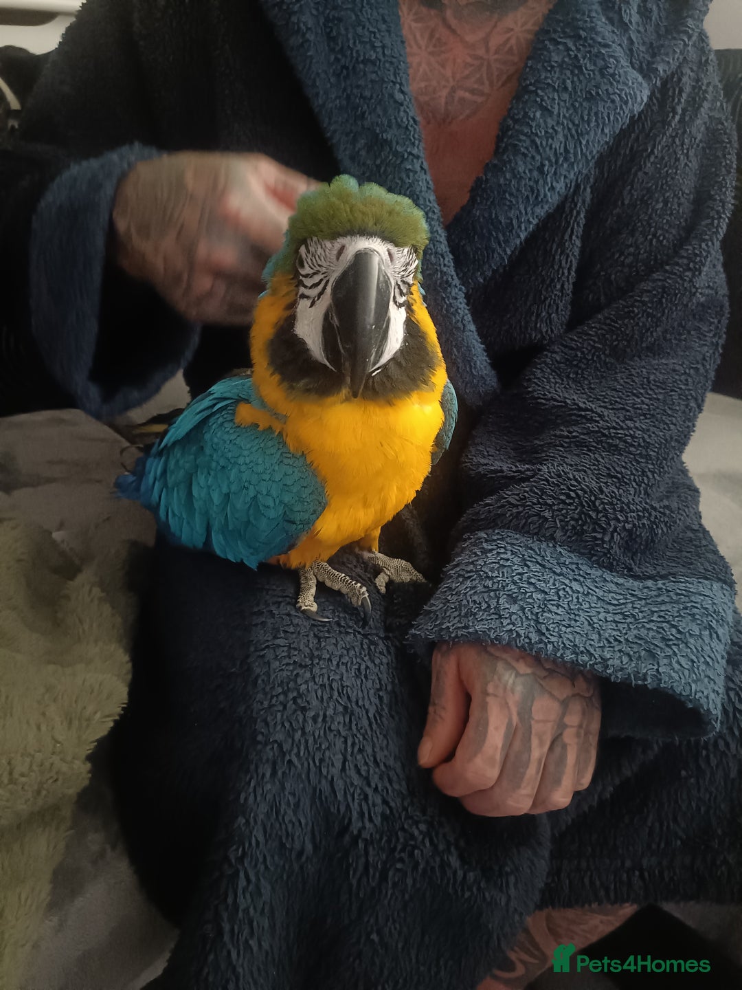 Macaws birds for sale: Beautiful blue and gold macaw for sale  - Advert 3