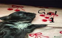 Shih Tzu dogs for sale: Beautiful shih tzu puppies for sale  - Image 12