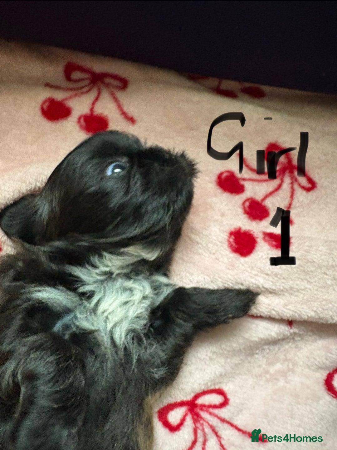 Shih Tzu dogs for sale: Beautiful shih tzu puppies for sale  - Image 12