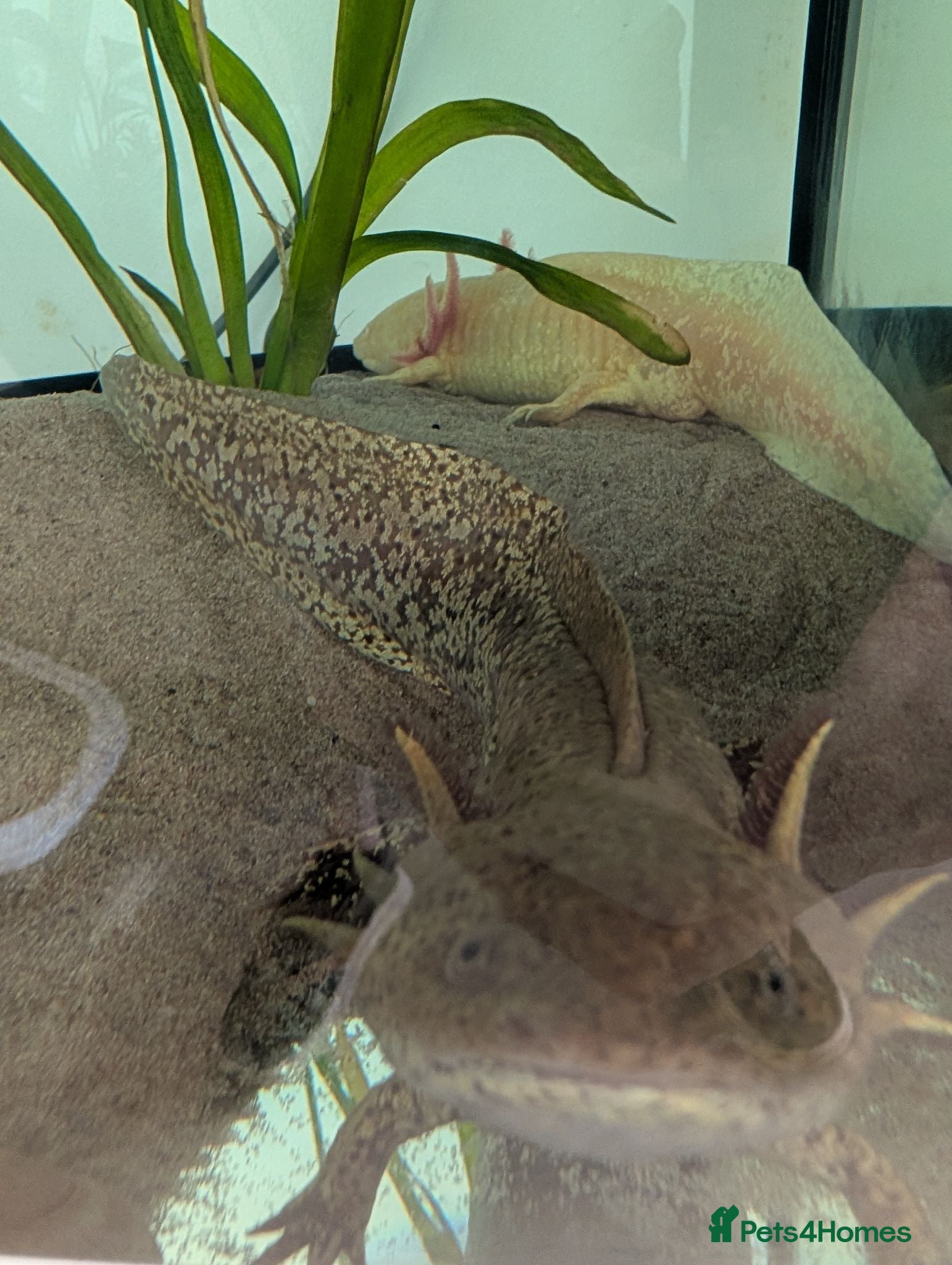 Other/Mixed Breed fish 2 female axolotls. - Advert 2