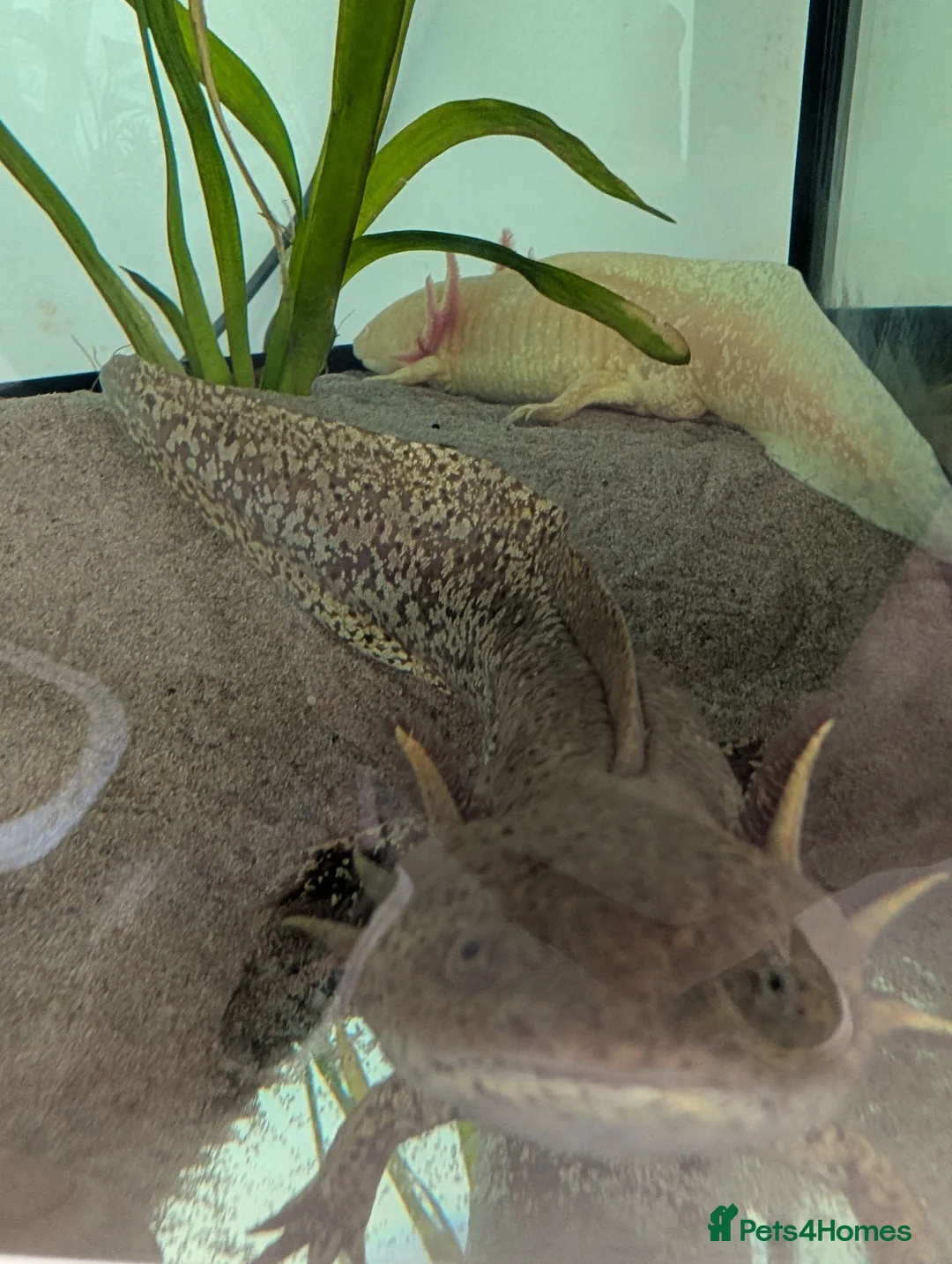 Other/Mixed Breed fish for sale: 2 female axolotls. in Croydon - Advert 1