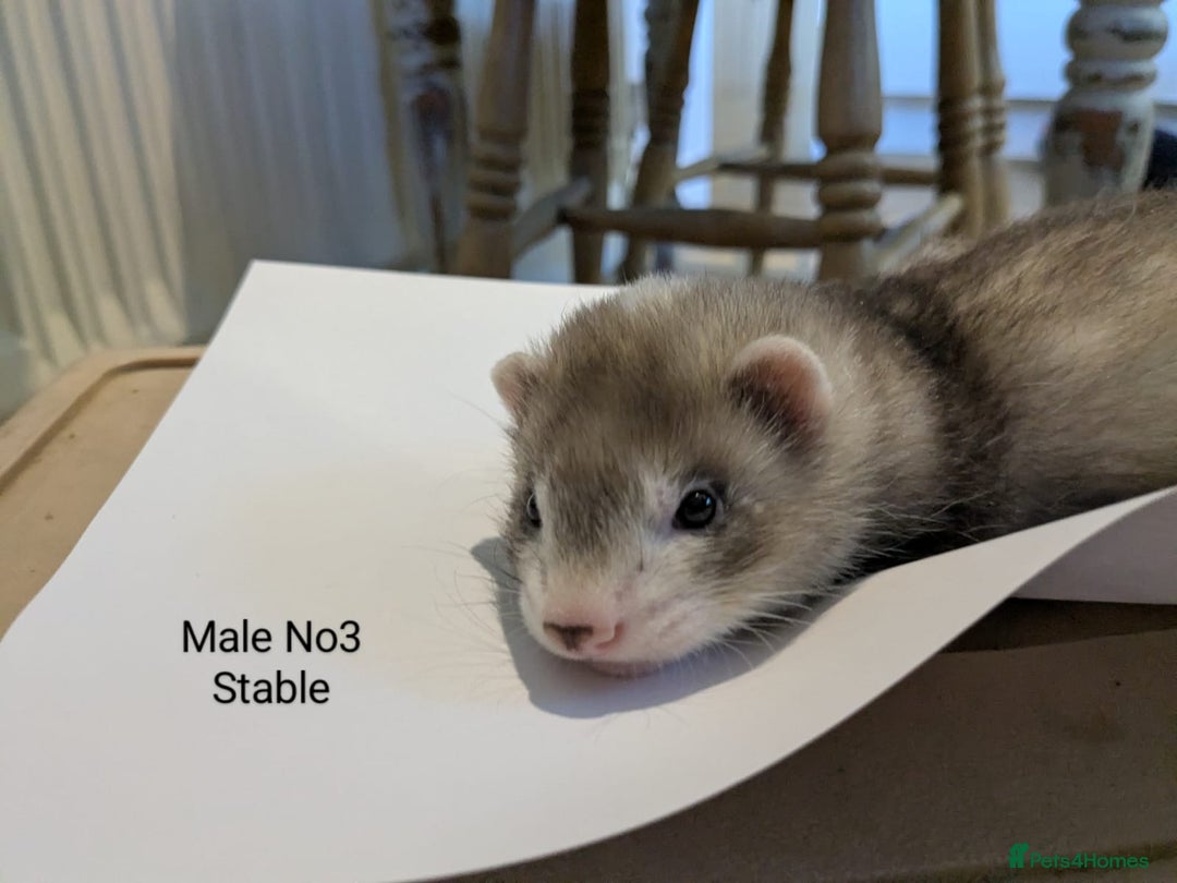 Ferret rodents for sale: Ferret Albino/sable - Image 2