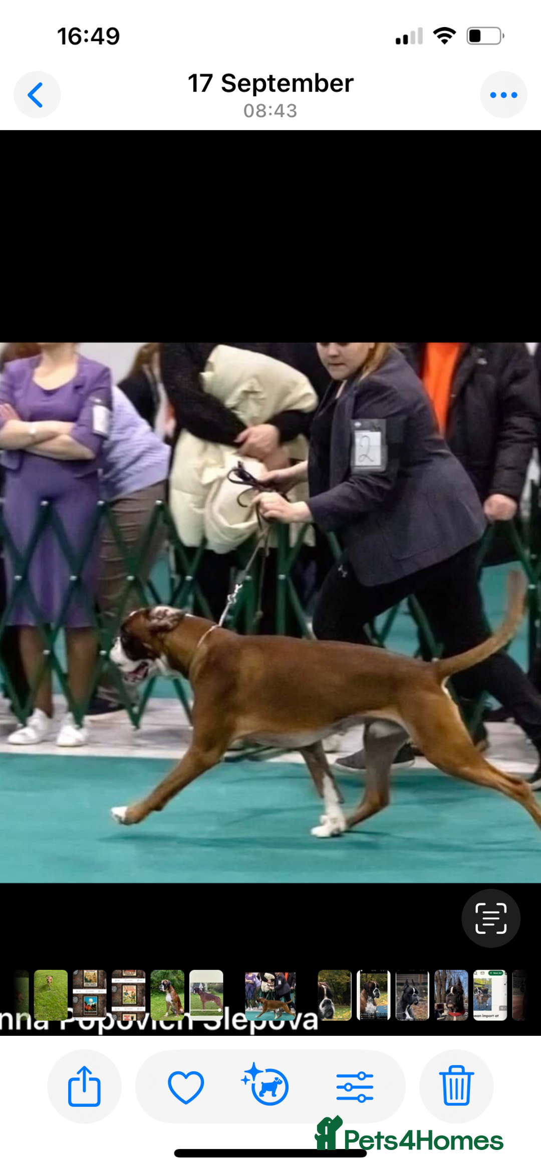 Boxer dogs for stud: Extensively Health Tested European Stud in Cardiff - Advert 7