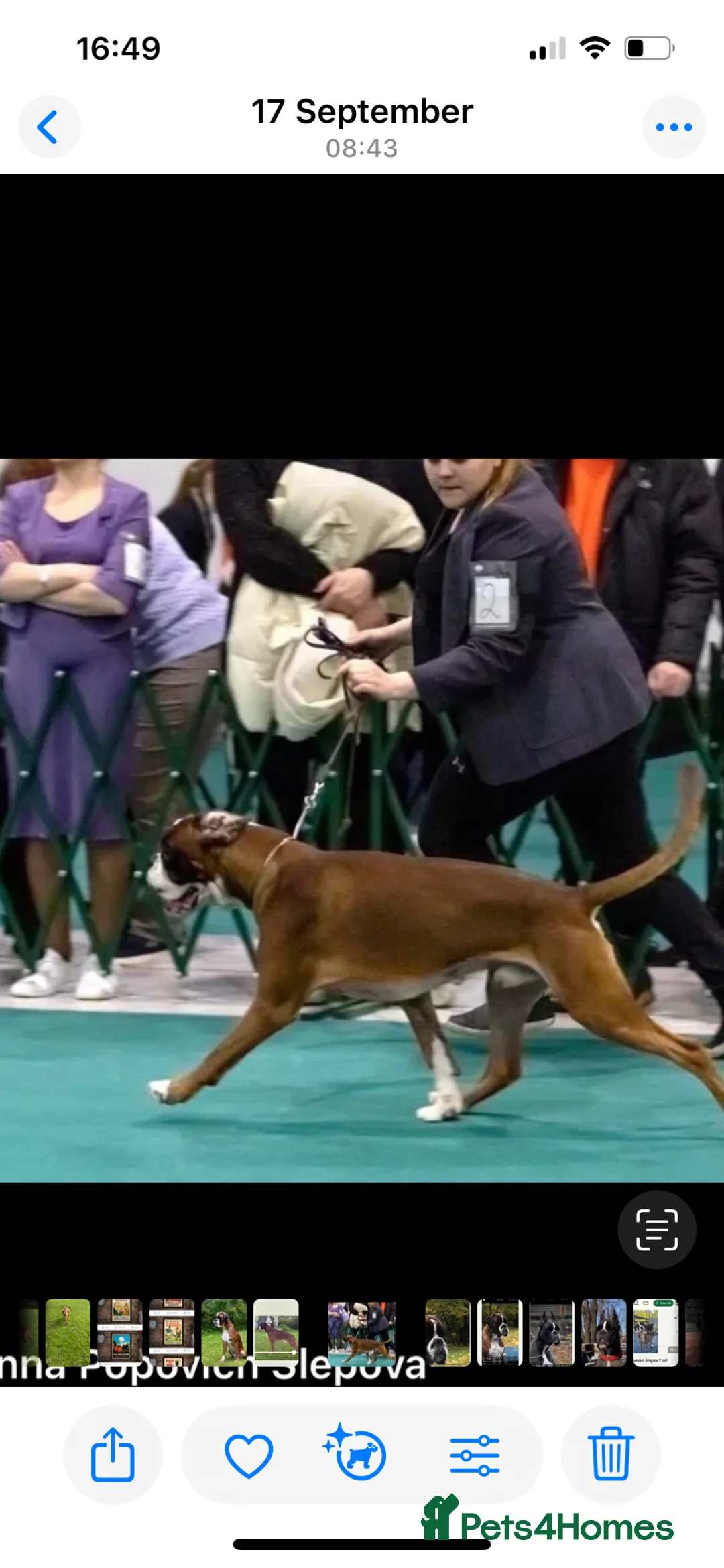 Boxer dogs for stud: Extensively Health Tested European Stud in Cardiff - Advert 7