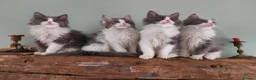 Maine Coon cats for sale: Maine Coon x Ragdoll 12 week kittens 2 male 2 fem - Advert 8