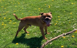 Staffordshire Bull Terrier dogs for sale: Red Staffordshire bull terrier puppies ❤️🐾 - Image 7