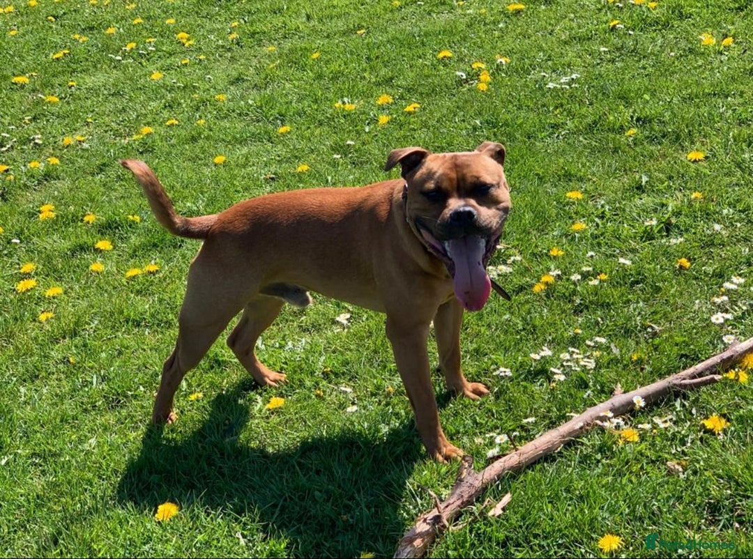 Staffordshire Bull Terrier dogs for sale: Red Staffordshire bull terrier puppies ❤️🐾 - Image 7