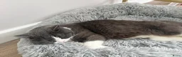 British Shorthair cats for sale: brittish short hair Stunning, lovely female cat in Edinburgh - Advert 4