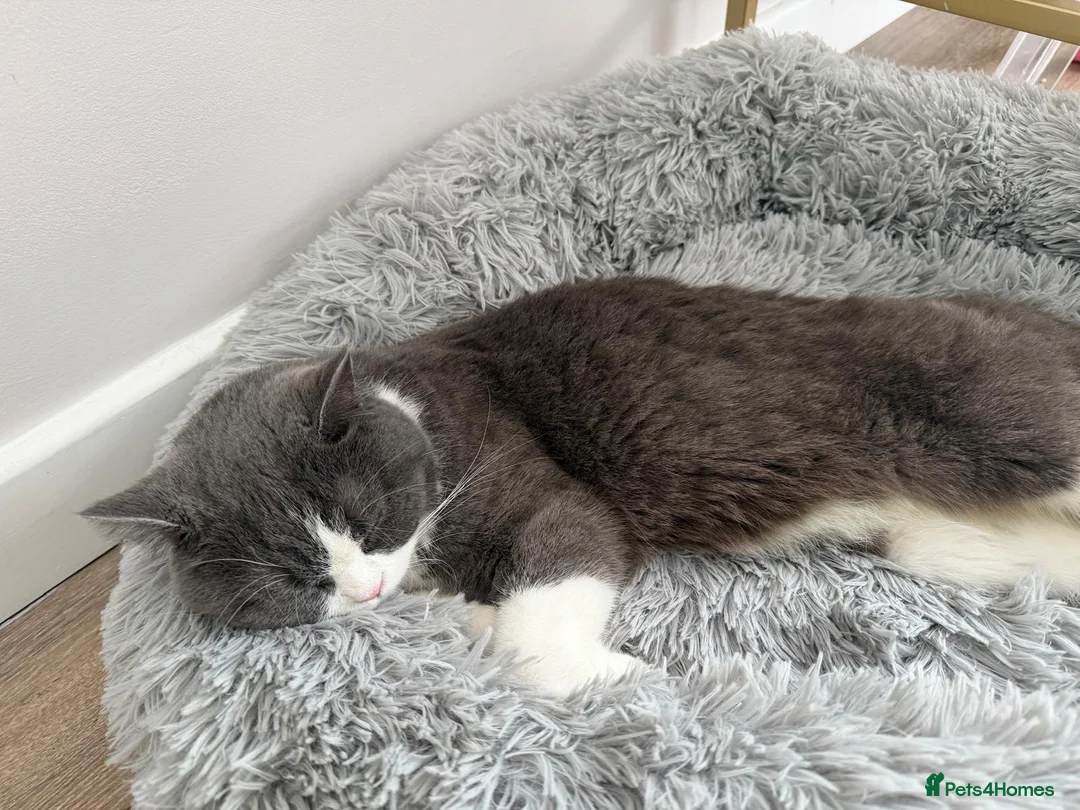 British Shorthair cats for sale: brittish short hair Stunning, lovely female cat in Edinburgh - Advert 4