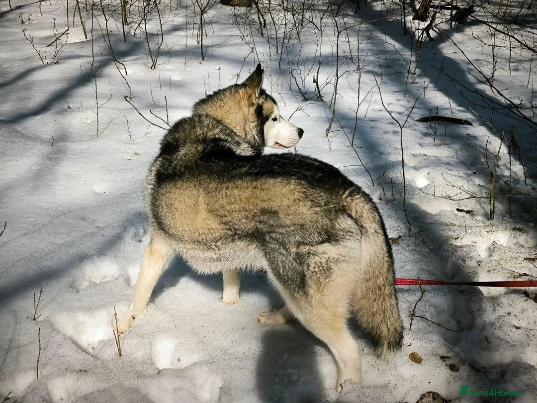 Siberian Husky dogs for adoption: 💙🐶 HAMMER – NOT TYPICAL HUSKY… AND THAT’S MAGIC in Burton-on-Trent - Advert 2
