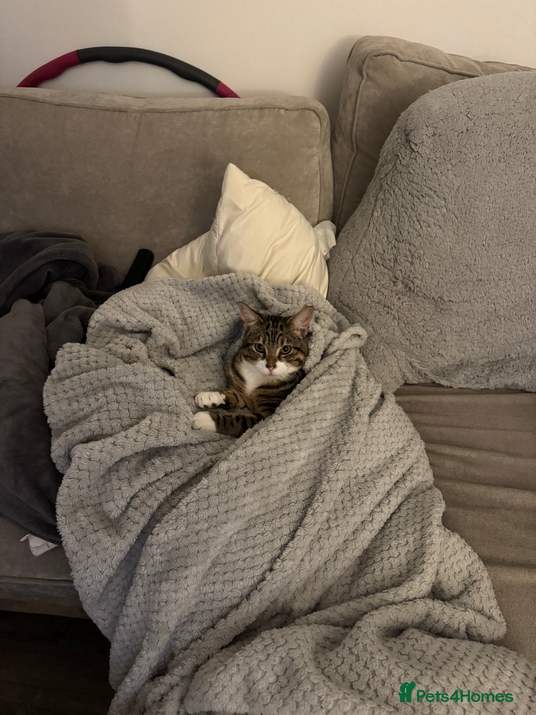 Mixed Breed cats for sale: Beautiful male tabby  - Advert 2