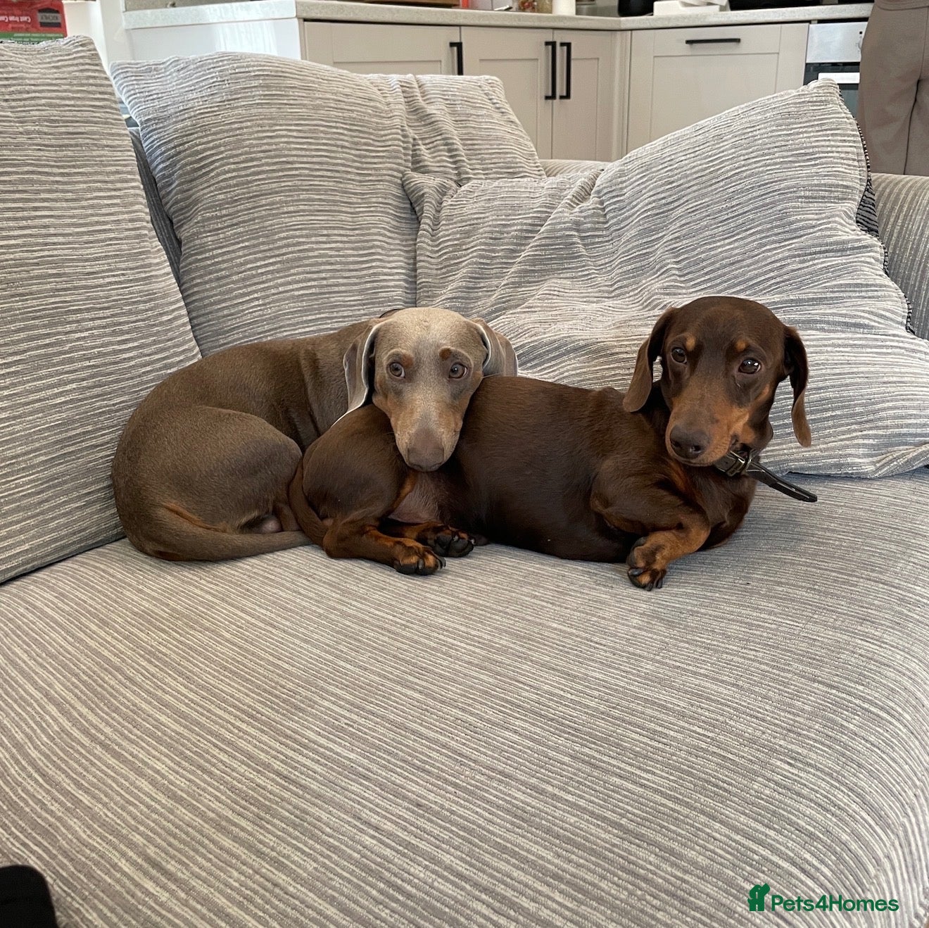 Miniature Dachshund dogs Two Miniature Dachshund Boys - Advert 3