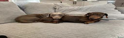 Miniature Dachshund dogs for sale: Two Miniature Dachshund Boys in Spalding - Advert 1