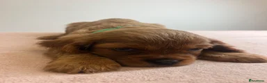Cavalier King Charles Spaniel 2
