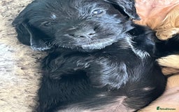 Cocker Spaniel dogs for sale: Stunning KC Reg Show Cocker, health tested mum - Image 3