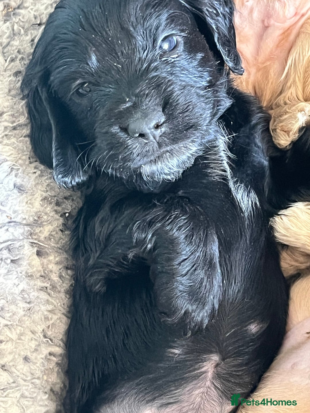 Cocker Spaniel dogs for sale: Stunning KC Reg Show Cocker, health tested mum - Image 3