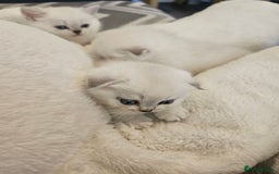 British Longhair cats for sale: snow white kittens - Image 6