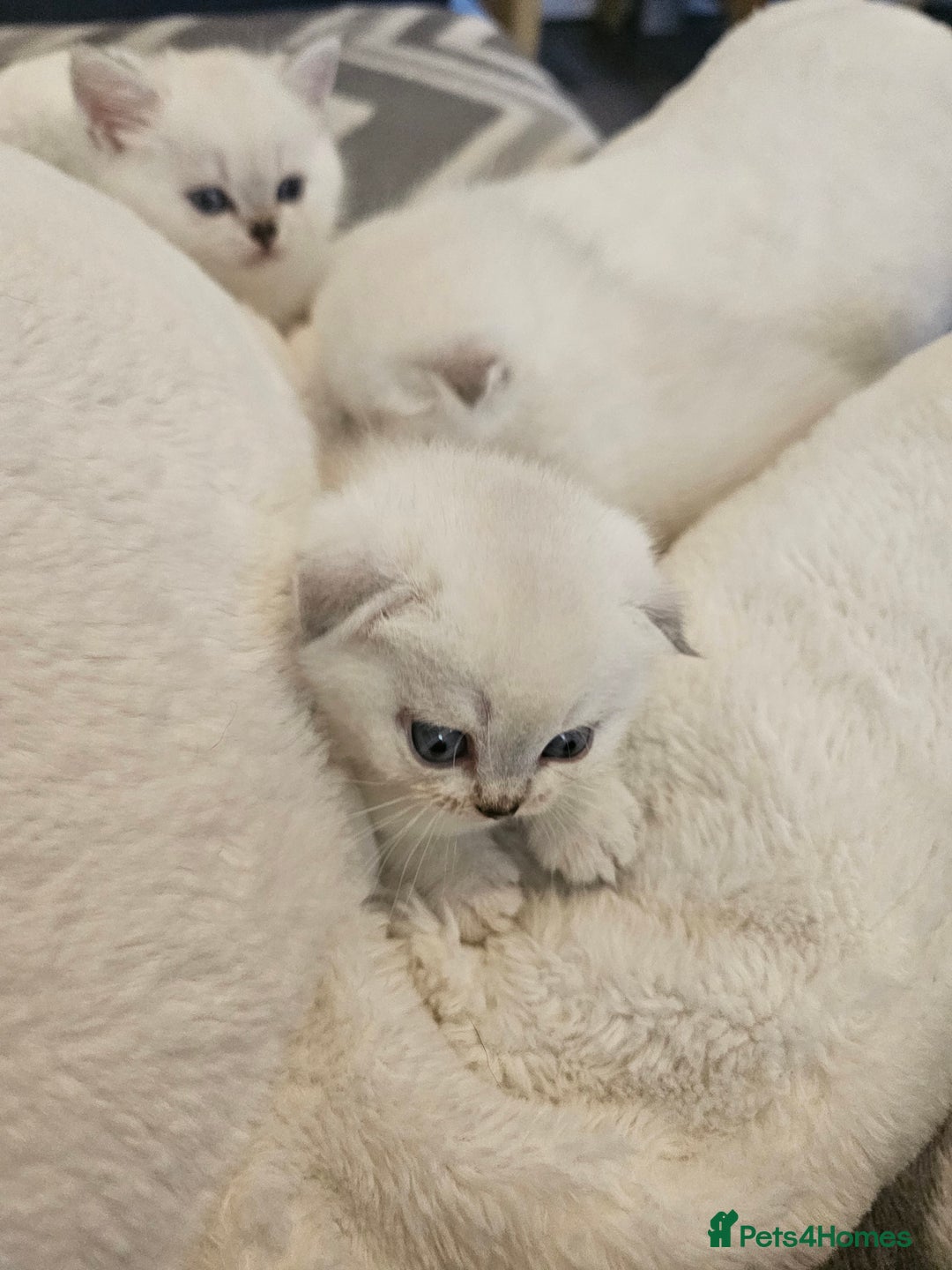 British Longhair cats for sale: snow white kittens - Image 6