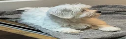 Coton De Tulear dogs for sale: Coton de tulear for sale  - Advert 3
