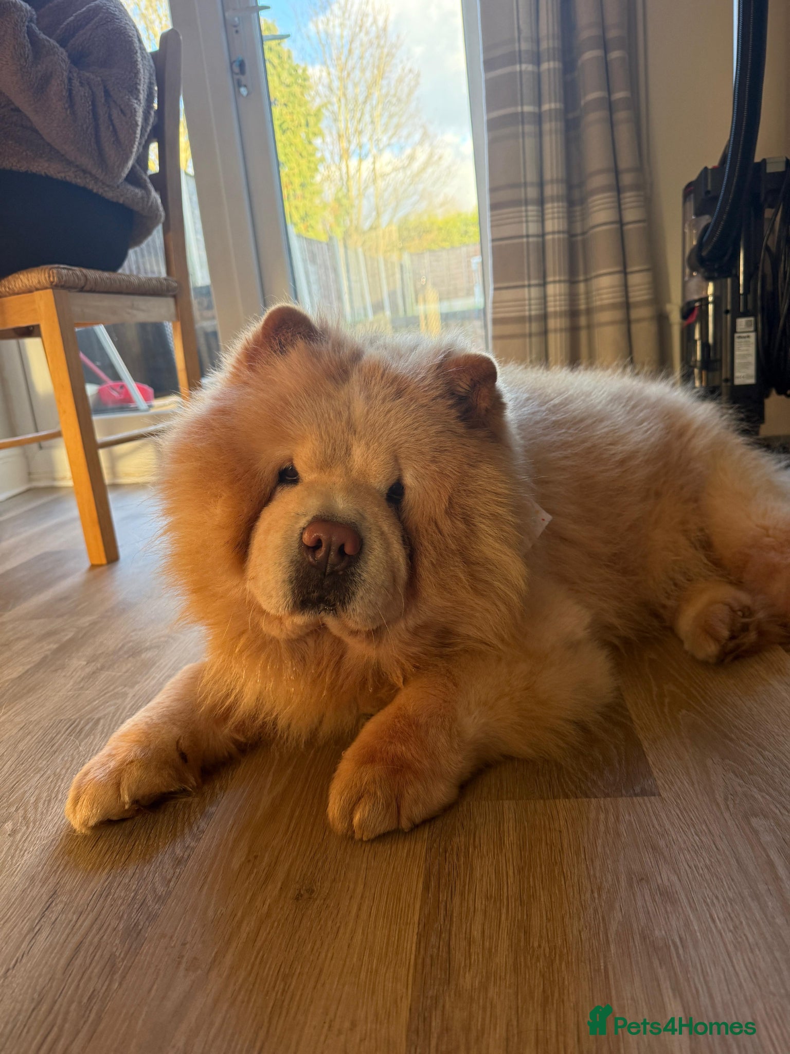 Chow Chow dogs Teddy  - Advert 3