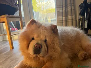 Chow Chow dogs Teddy - Advert 3