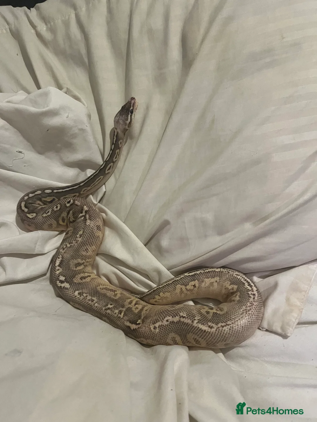 Python Snake reptiles for sale: Female ball python - Advert 3