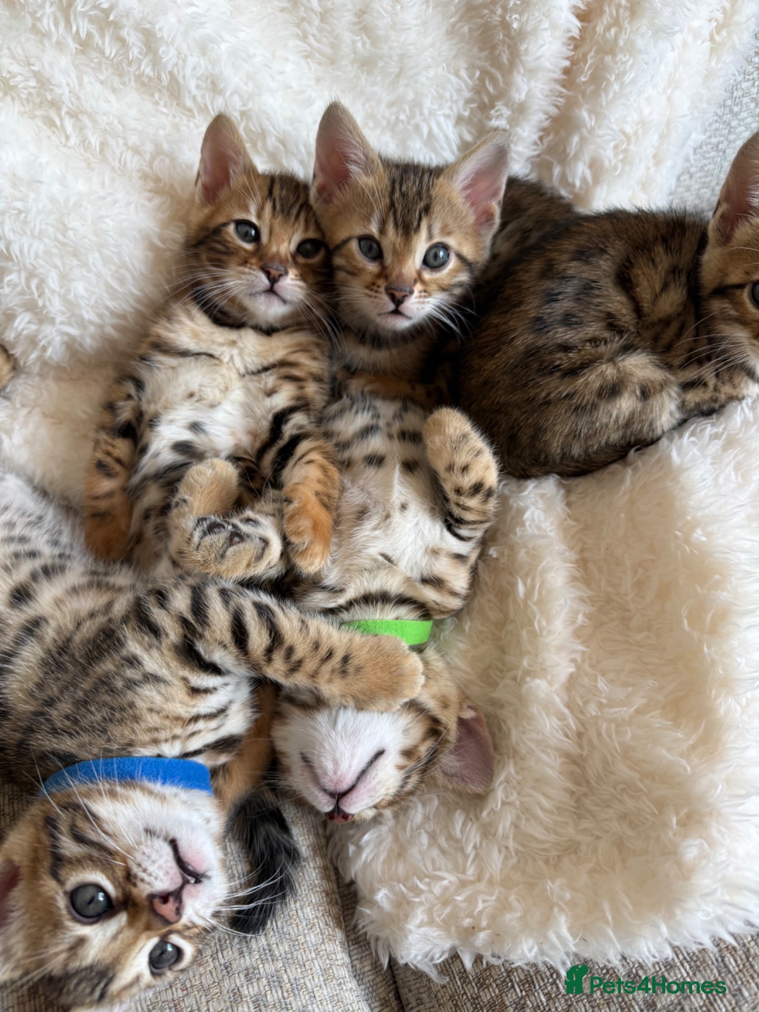 Bengal cats Bengal kittens- both parents TICA registered - Advert 8