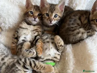 Bengal cats Bengal kittens- both parents TICA registered - Advert 8