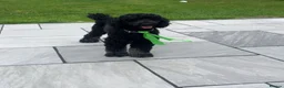 Standard Poodle dogs for stud: FOR STUD NOT SALE! in Prenton - Advert 8