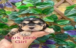 Cocker Spaniel dogs for sale: Superb show type cocker spaniel puppies.  - Image 7