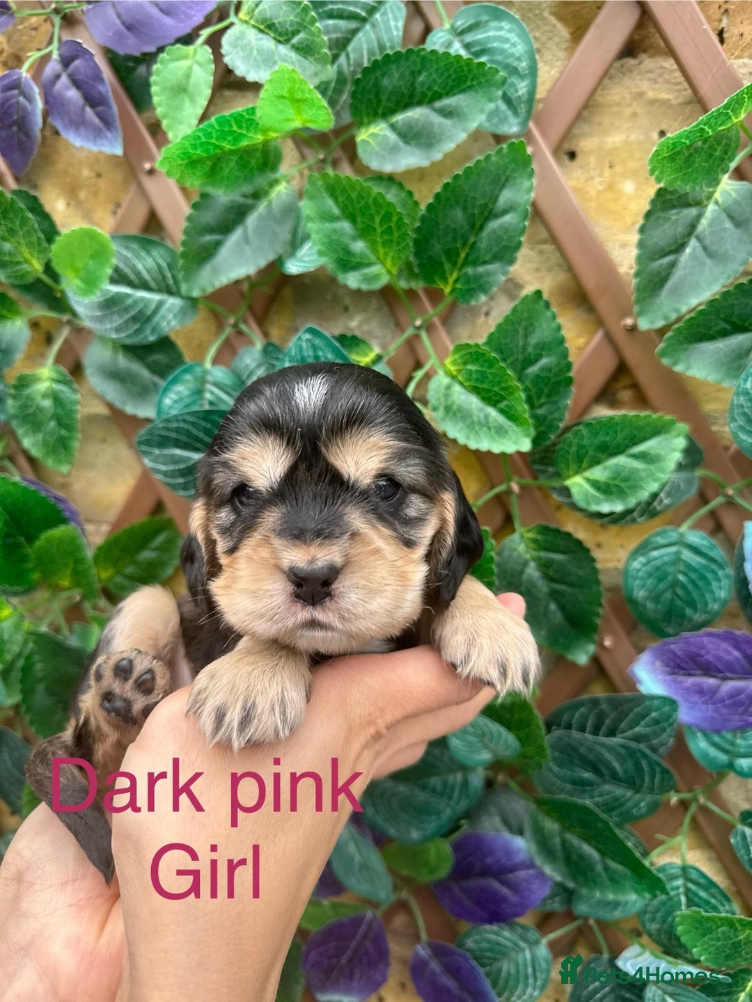 Cocker Spaniel dogs for sale: Superb show type cocker spaniel puppies.  - Image 7