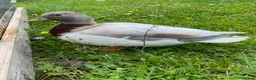 Ducks poultry for sale: Apricot Call Duck Ducklings for sale in Hereford - Advert 2