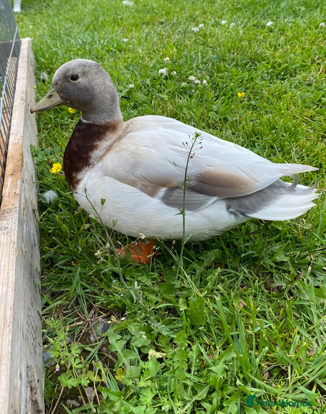 Ducks poultry for sale: Apricot Call Duck Ducklings for sale in Hereford - Advert 2
