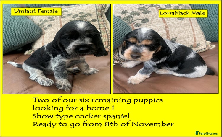 Cocker Spaniel dogs - Advert 1