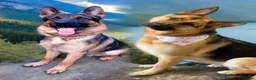 German Shepherd dogs for sale: 2x Female German Shephard puppies - Advert 3