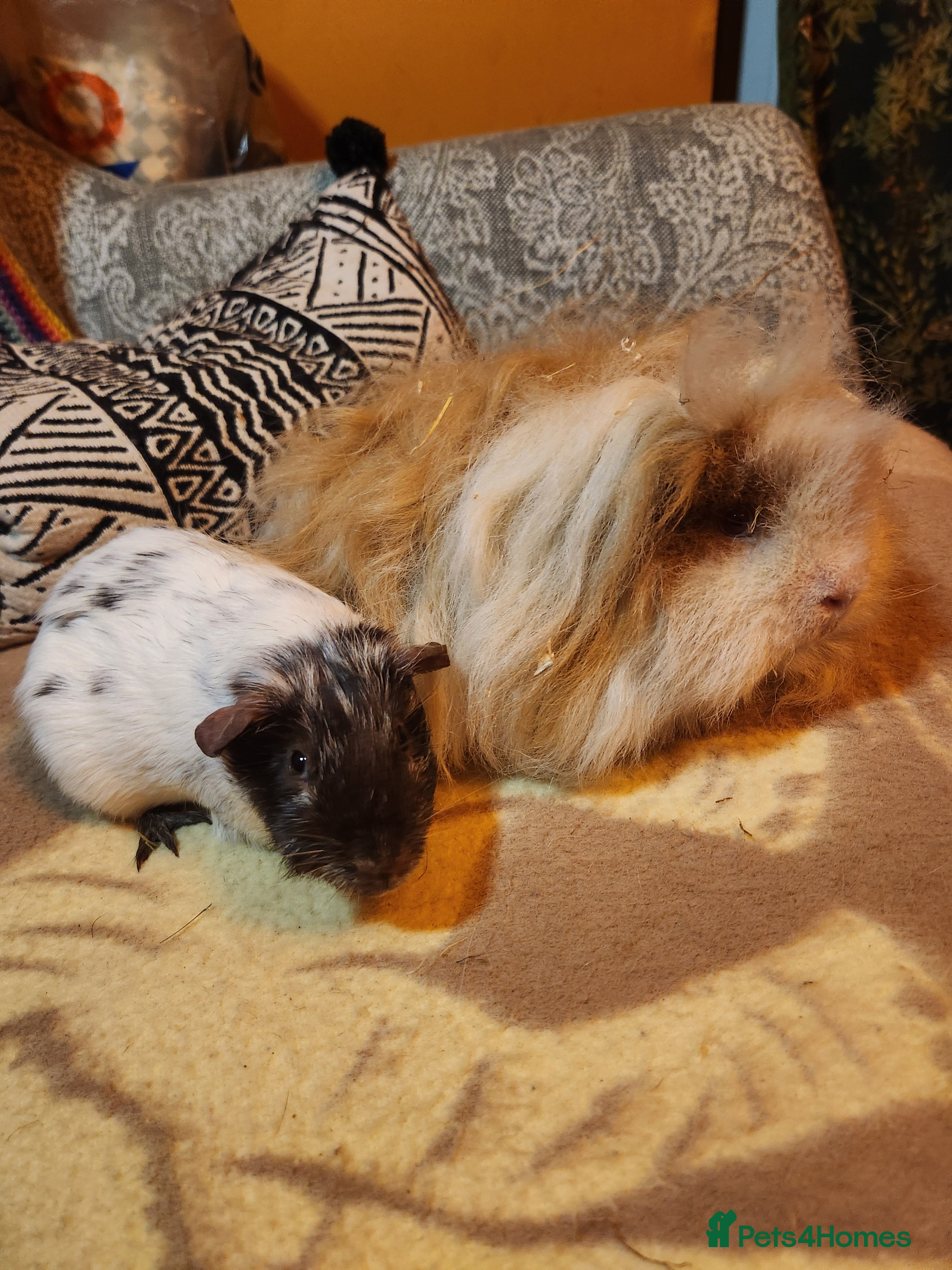 Guinea Pig rodents Gorgeous pair of guinea pig boars - Advert 1