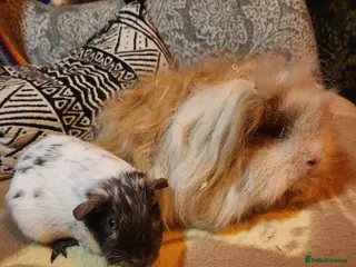Guinea Pig rodents Gorgeous pair of guinea pig boars - Advert 1