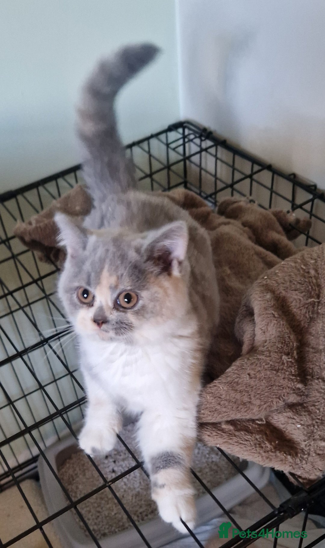 British Shorthair cats for sale: BEAUTIFUL BRITISH SHORTHAIR GCCF registered kitten - Image 4