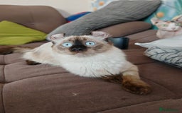 American Curl cats for sale: Two very rare and wonderful kittens for sale - Image 8