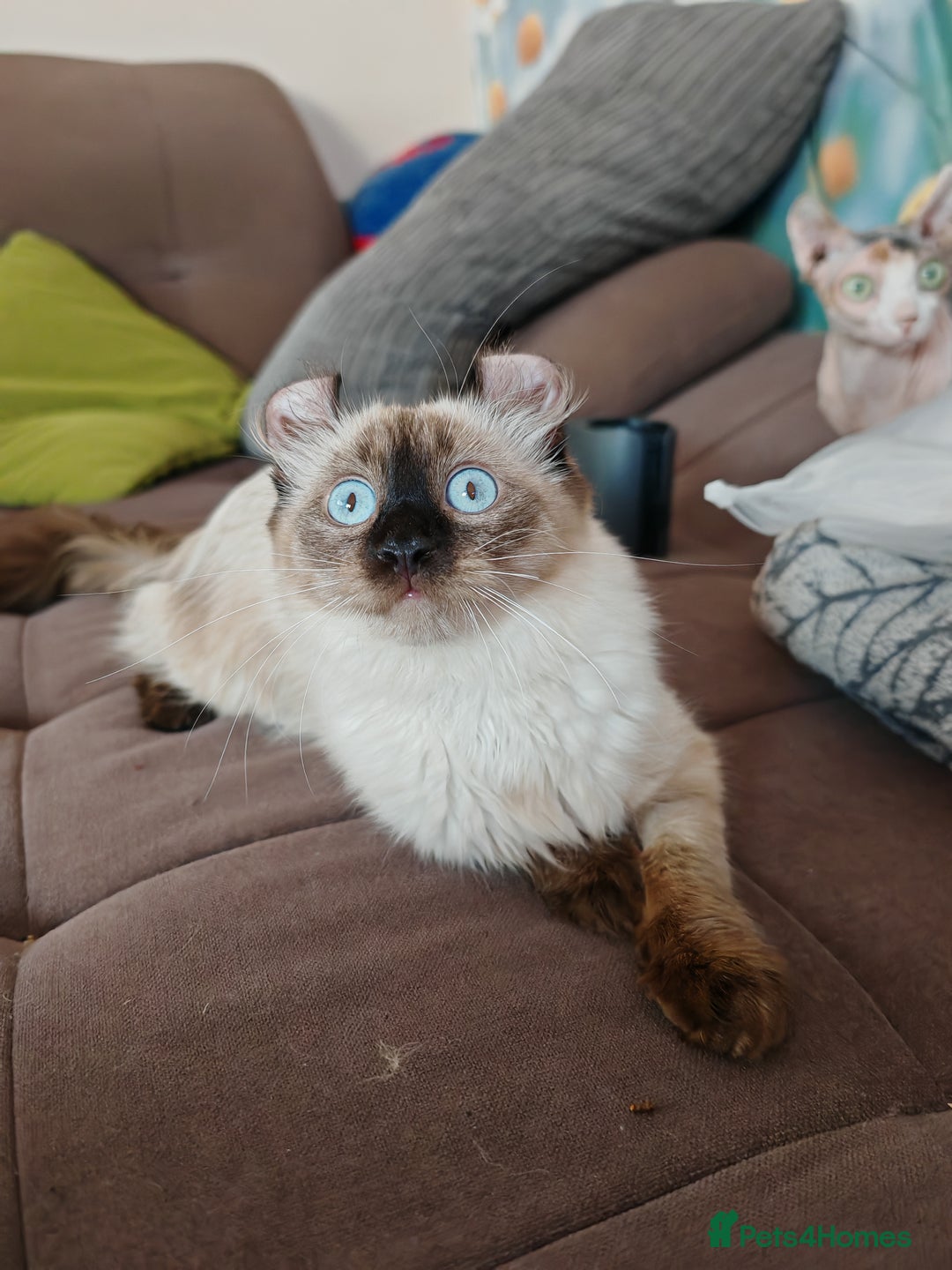 American Curl cats for sale: Two very rare and wonderful kittens for sale - Image 8