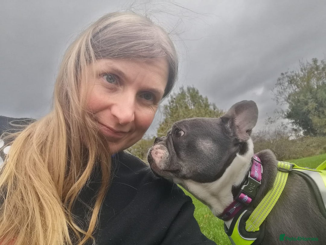 Mixed Breed dogs for adoption: ❤️Binx - 3 yo Frenchie x Boston terrier girl ❤️ - Image 9