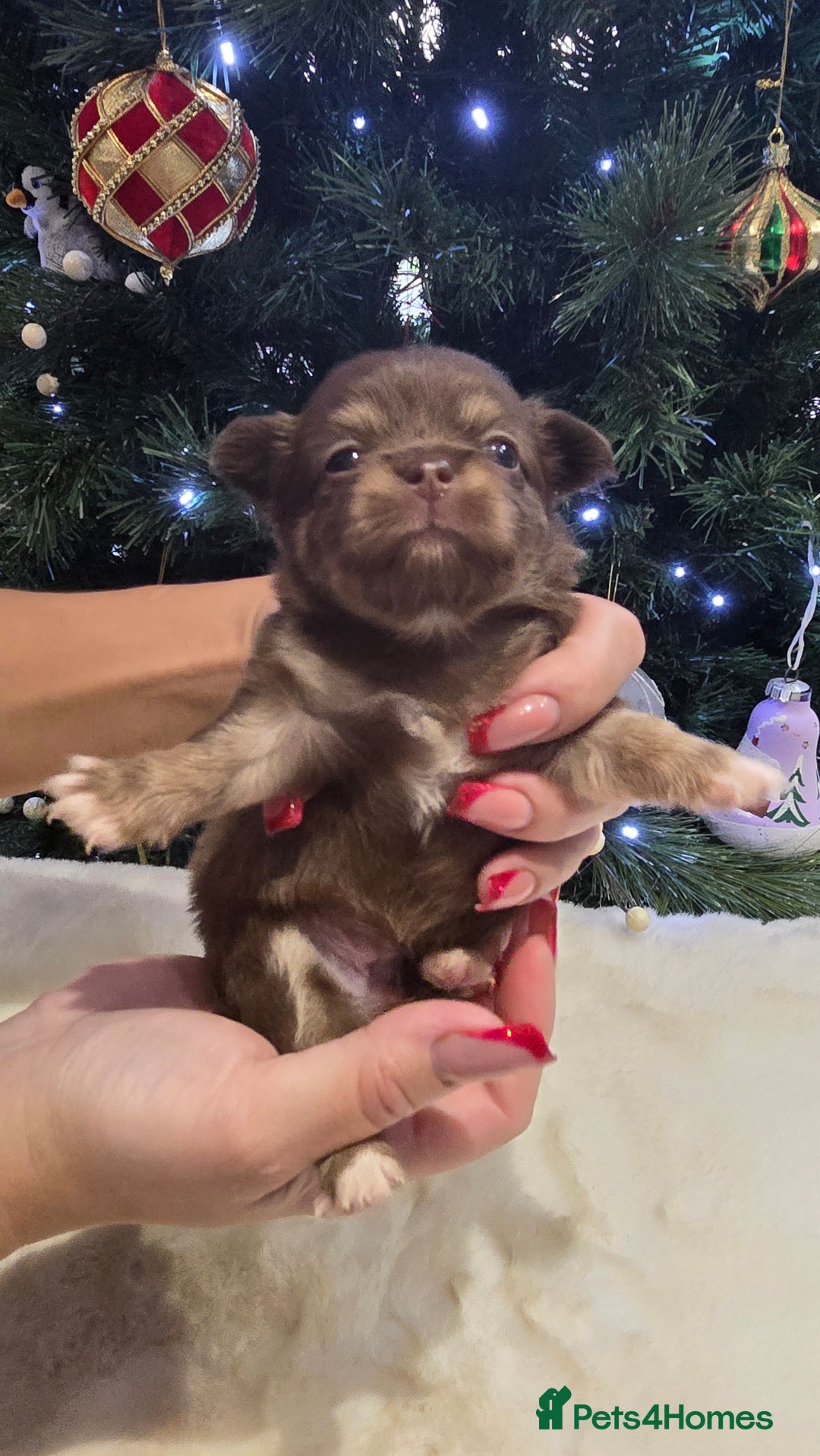 Chihuahua dogs for sale: Chihuahua puppies Russian ancestry with perfect bo - Advert 4
