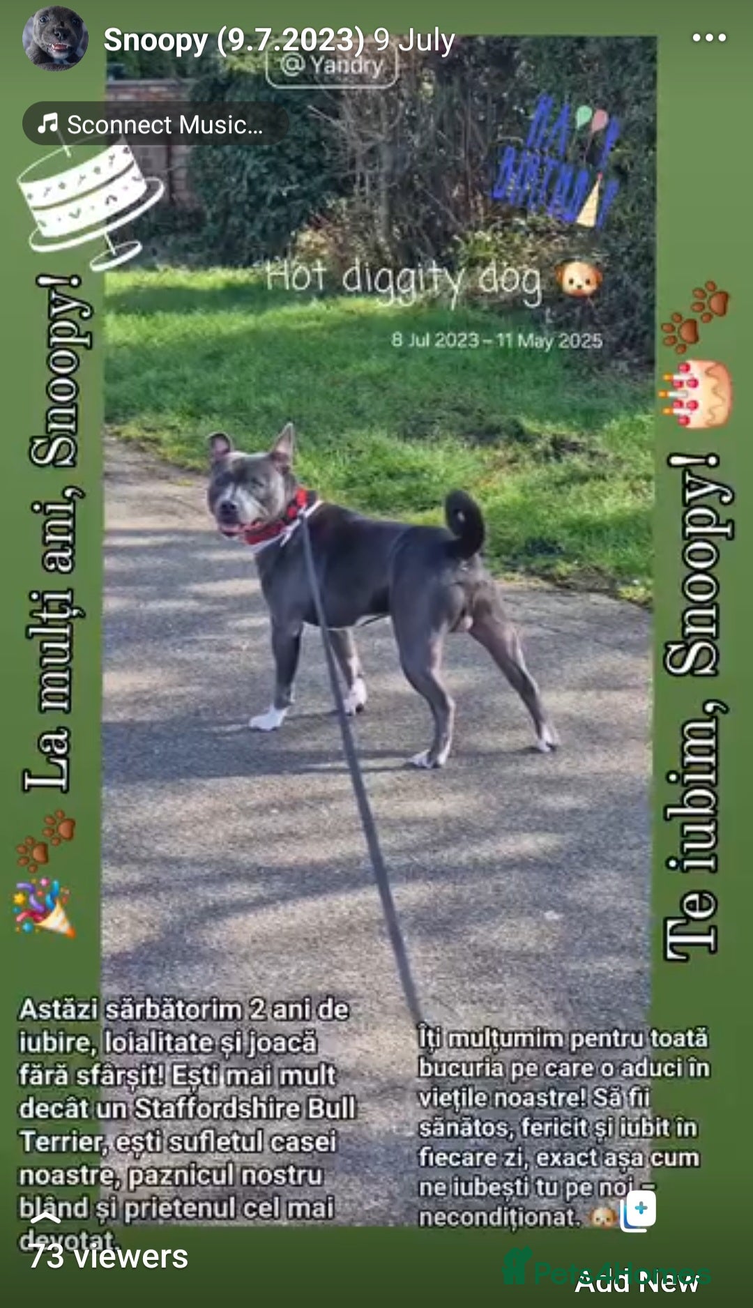 Staffordshire Bull Terrier dogs for stud: Snoopy Staffordshire Bull Terrier Blue in Basildon - Advert 4