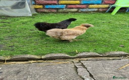 Chickens poultry for sale: Silkie chickens for sale - Image 2
