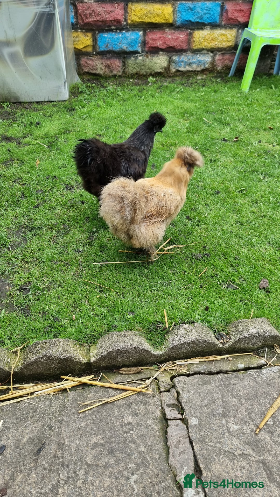 Chickens poultry for sale: Silkie chickens for sale - Image 2