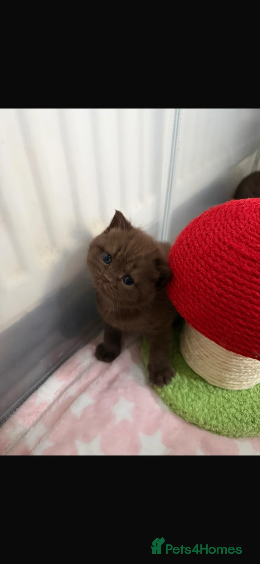 British Shorthair cats for sale: 🍫Chocolate and Lilac TICA Reg British Shorthairs  - Advert 10