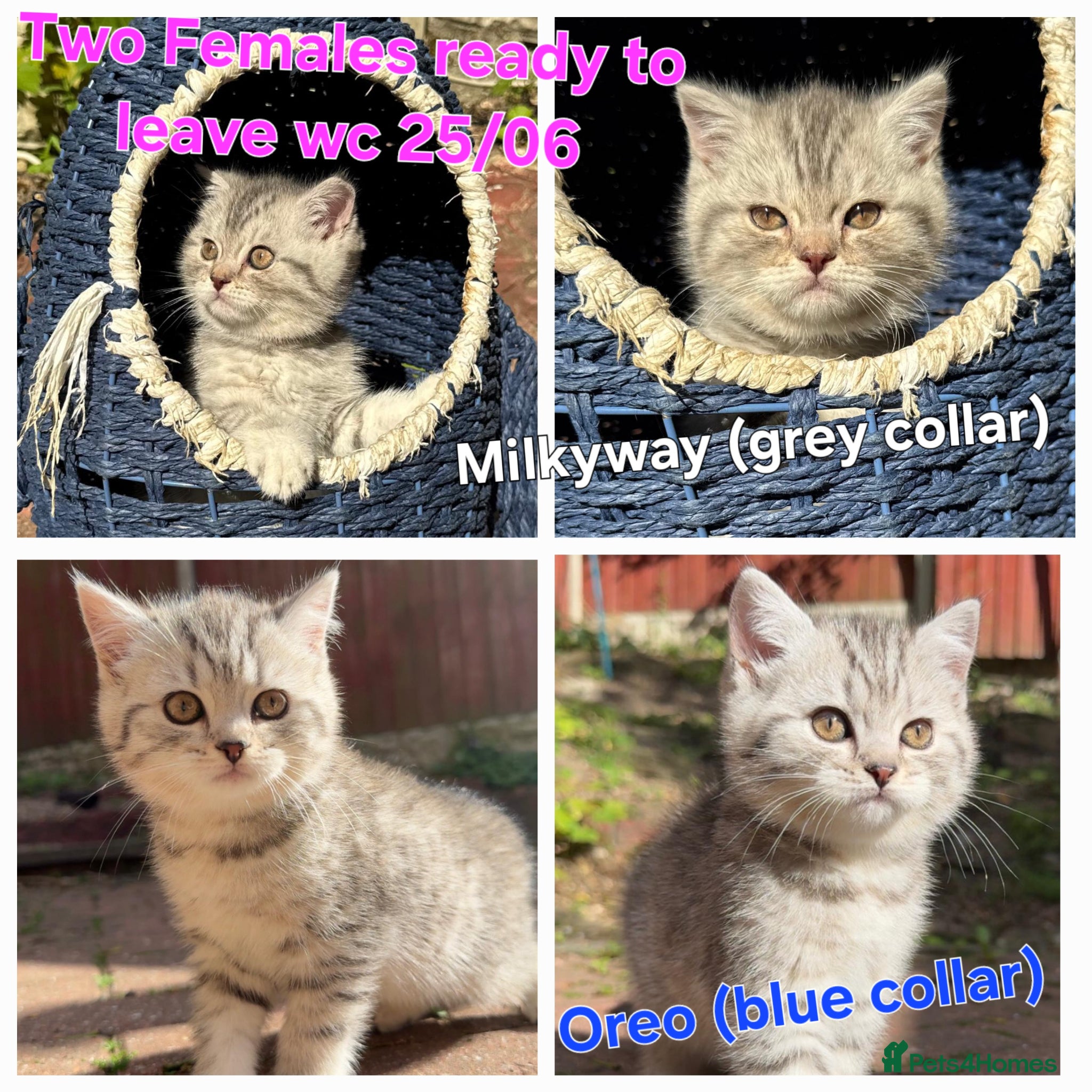 British Shorthair cats *UPDATED* GCCF BSH silver tipped  - Advert 2