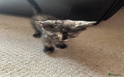 Bengal cats for sale: Bengals X ginger domestic kittens  - Image 2