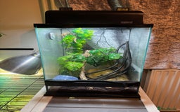 Gecko reptiles for sale: Crested gecko with enclosure  - Image 13