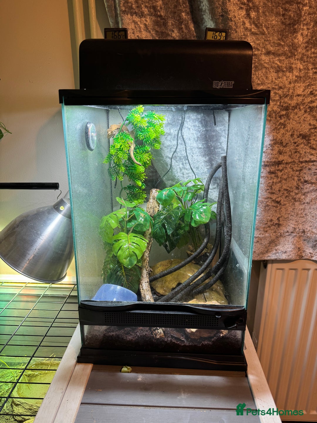 Gecko reptiles for sale: Crested gecko with enclosure  - Image 13
